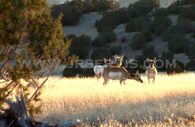 Pronghorn Buck and Does.jpg